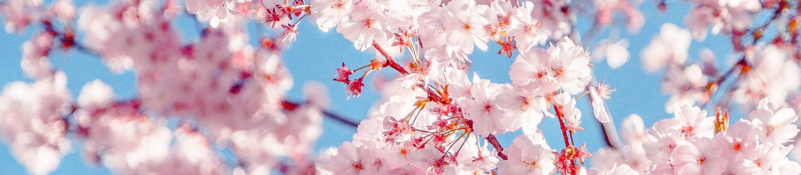 cherry-blossoms